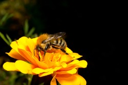 Insect bumblebee collects nectar from a flower calendula
