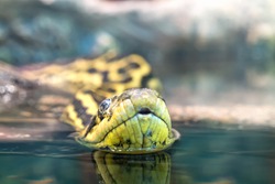 Head of the Paraguayan anaconda close-up on the surface of water