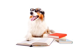 purebred Australian Shepherd with glasses and books against white background