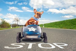 dog (French bulldog) driving a toy car, dog enjoys a a ride in his blue old car