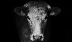 Sad farm cow close up portrait on black background.