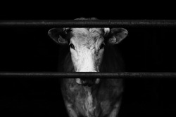 Sad farm cow behind bars with black background.