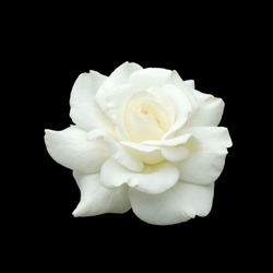 white rose isolate on black background