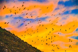 Colorful Sunset Seabirds Murres Seagulls Haystack Rock Canon Beach Clatsap County Oregon.  Orginally discovered by Clark of Lewis Clark in 1805