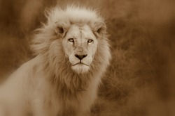 A big pure white male lion in this abstract sepia selective focus photo taken on safari in Africa.