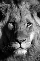 A young male lion portrait in Black and white. South Africa