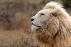 A huge male white lion lying down in this portrait. South Africa.