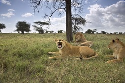 Portrait of wild african lion