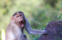 Angry wild monkey posing to camera	
