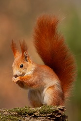 Eurasian red squirrel, sciurus vulgaris, in autmn forest in warm light. Wildlife scenery with vivid colors. Cute little animal feeding.