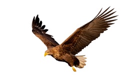 Adult white-tailed eagle, Haliaeetus albicilla, flying with wings spread open looking down isolated on white background. Cut out wild bird of prey in the air at sunset.
