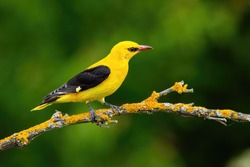 Male adult golden oriole, oriolus oriolus, on a moss covered twig in summer with blurred green background. Vibrant yellow bird sitting in treetop in nature.