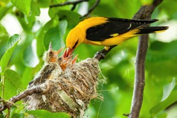 Yellow golden oriole, oriolus oriolus, feeding its younglings on nest in green tree in summer. Parent animal passing nutritious food to hatchlings. Concept of animal family and love.