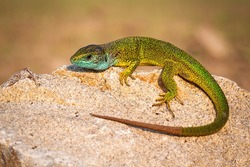 Full frame of european green lizard lying on a stone and basking in the sun during mating season.. Whole body of a wild reptile with textured skin, tail and legs sunning on a warm spot.