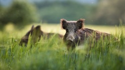 Wild boars feeding on green grain field in summer. Wild pig hiding in agricultural country copy space. Vertebrate grazing in summertime with blurred background.