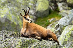 Calm tatra chamois, rupicapra rupicapra, lying down on a rock in summer mountains. Tranquil chamois resting rock from profile. Wild goat with horns resting in nature from side view.