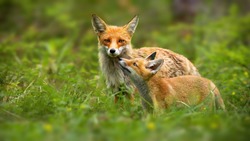 Family of red fox, vulpes vulpes, mother and young cub touching with noses in green summer nature. Close interaction between female adult mammal and her offspring. Animal wildlife.
