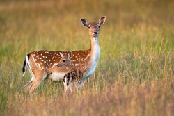 Protective fallow deer, dama dama, doe watching around and guarding little cute fawn in nature. Concept of animal family. Female mammal on meadow with grass close to young spotted offsrping.