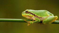 Small european tree frog, hyla arborea, sitting on green grass blade in summer. Little wild animal with wet skin using fingers to stand and balance on small piece of vegetation in nature.