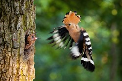Eurasian hoopoe breeding in nest inside tree and feeding young chick. Parent bird passing food to young offspring midair. Wild animal with wings and crest landing down.