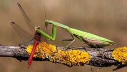 Green european mantis, mantis religiosa, feeding on red dragonfly in summer nature. Predator insect hunting on branch. Wild animal in natural environment.