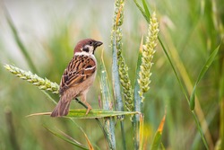 Curious eurasian tree sparrow, passer montanus, sitting on wheat spike in the summer. Little bird observing surrounding resting on grain. Animal staring from the ear in agricultural field.