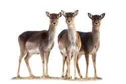 Three fallow deer, dama dama, does standing on grass isolated on white background. Group of hinds looking to the camera from front cut out. Wild mammal herd staring isolated.