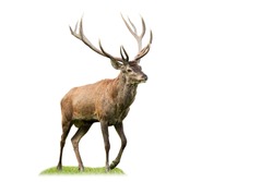 Majestic red deer, cervus elaphus, marching on glade from side view isolated on white background. Animal wildlife cut out on blank. Male mammal with brown fur and antlers walking.