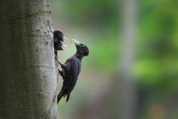 Black woodpecker, dryocopus martius, mother feeding chicks on tree in forest. Two young birds with black feather peeking from nest. Wild animal with dark plumage and red head holding worn in beak in