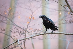 Common raven, corvus corax, sitting on branch in autumn nature. Black feathered bird cawing on bough in in fall. Wild dark crow looking on twig in forest.