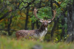 Majestic fallow deer, dama dama, standing in forest in autumn. Magnificent stag with spots looking to the camera in fall nature. Wild mammal with huge antlers watching in woodland.