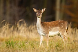 Alert fallow deer, dama dama, hind looking into camera on a meadow with forest in background. Attentive female animal observing in natural environment with dry yellow grass from side view.
