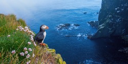 Atlantic puffin, fratercula arctica, standing on cliff in summertime. Panorami horizontal composition of colorful seabird observing on mountainside near to sea. Wild aquatic animal looking to the blue