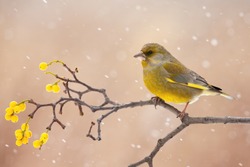 european greenfinch, chloris chloris, sitting on berries twig in winter. Colorful bird looking on branch during snowstorm. Yellow songbird resting on bough with copy space.