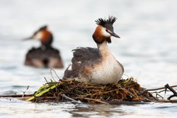 Great crested grebe, podiceps cristatus, floating on water in springtime. Wild feathered animal with red-white head and dark crest resting inside nest on river. Wild bird observing on lake with