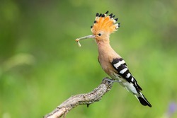 Eloquent eurasian hoopoe, upupa epops, sitting on a branch with white larva in beak on green background. Wild bird with open crest from feathers perched from side view in summer nature.