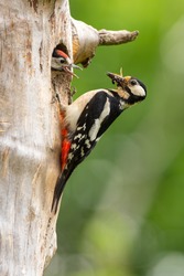 Great spotted woodpecker, dendrocopos major, climbing a tree with nest hole a feeding little chick peeking out in breeding spring season. Wild bird in vertical composition.