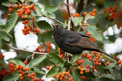 Common blackbird, turdus merula, feeding on rowan in autumn nature. Black songbird sitting on branch of tree with healthy berries. Bird with yellow wings looking from bough.