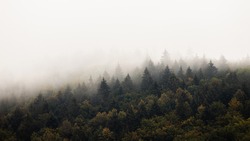 Dense forest with mist in morning with copyspace. Coniferous trees scenery in mysterious haze with space for text. Landscape scene with moody atmosphere.
