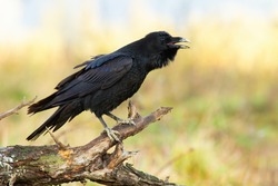 Common raven calling on wood in springtime nature