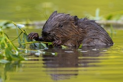 Wet eurasian beaver eating leaves in swamp in summer