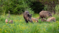 Herd of wild boar with little striped piglets feeding on a blooming meadow