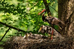 Family of black stork nesting on tree in summer nature