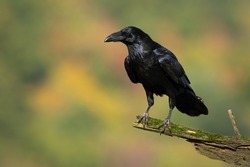 Common raven sitting on mossed branch in autumn nature