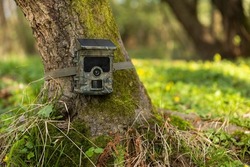 Camera trap with integrated solar panel charging internal battery while strapped to a tree in nature.
