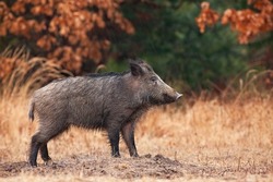 Wild boar standing on a glade in autumn with orange leaves in background.