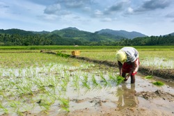 Worker planting rice in the field, Philippines
