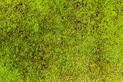 macro picture  of tropical moss background
