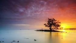 16x9 view of lonely single tree middle of the sea with dramatic sunset at background