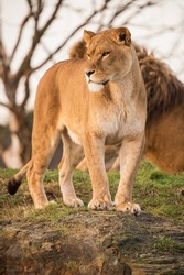 lioness portrait standing on a rock/Lioness